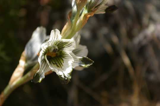 chlorea blettioides